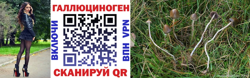 Купить  Карталы  Галлюциногенные грибы Psilocybine cubensis 